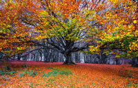 Centenary Beech